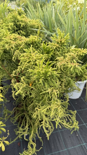 CRYPTOMERIA JAP. SPIRALITER F.