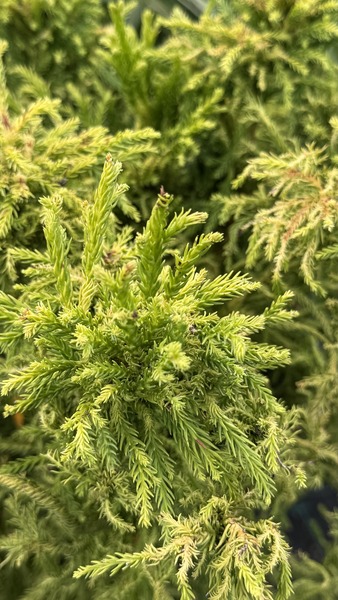 CRYPTOMERIA JAP. SPIRALITER F.