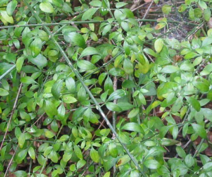 JASMINUM NUDIFLORUM