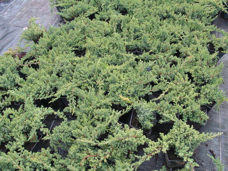 JUNIP. PROCUMBENS NANA