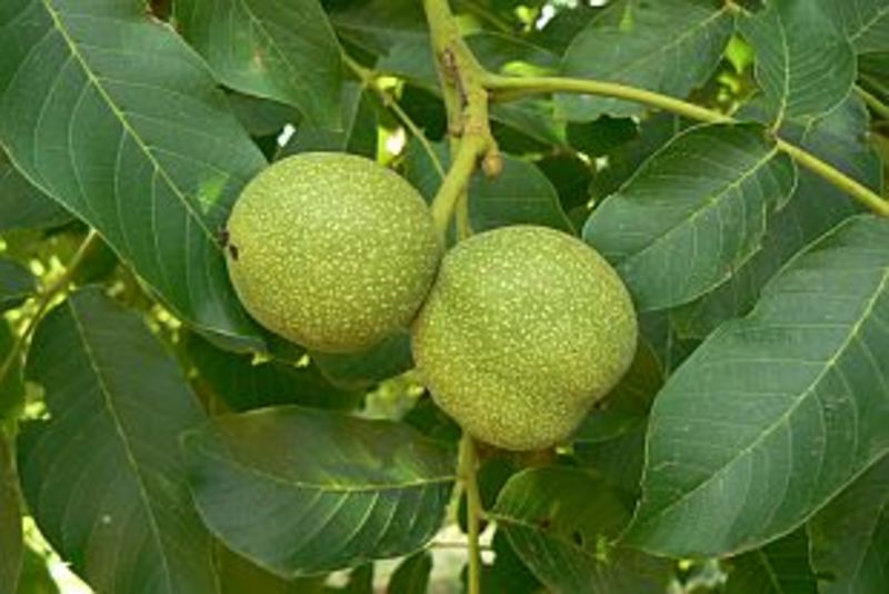 JUGLANS REGIA MILOTAI 10