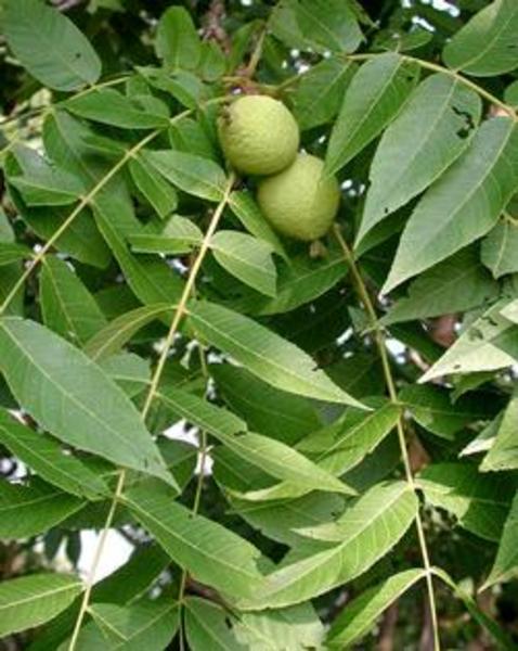 JUGLANS NIGRA