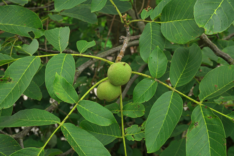 JUGLANS REGIA