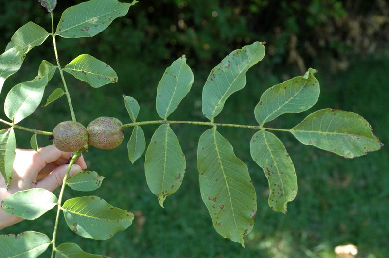 JUGLANS REGIA