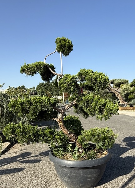 JUNIP. CHINENSIS KAIZUKA