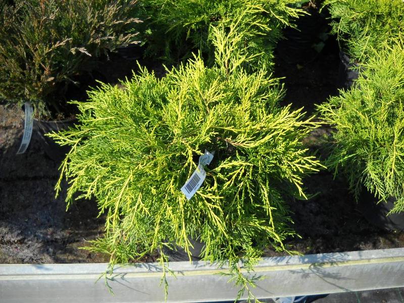 JUNIP. CHIN. AMSTRONG GOLD