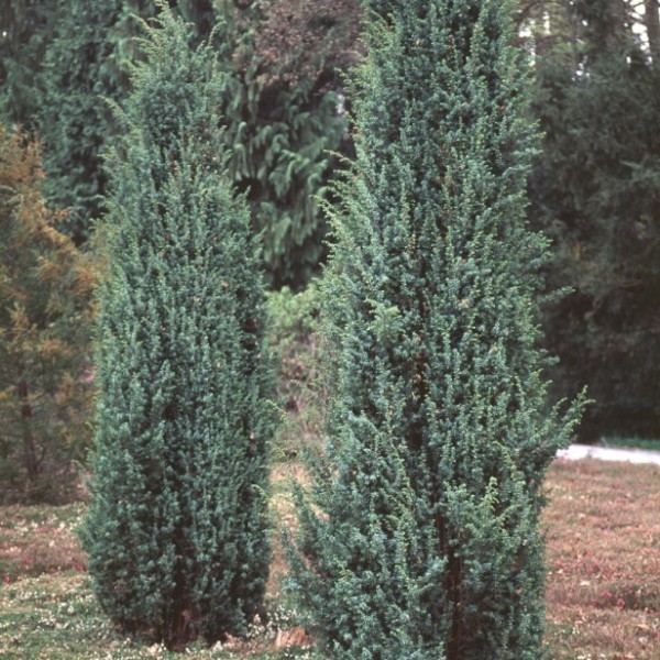 JUNIP. COMM. HIBERNICA