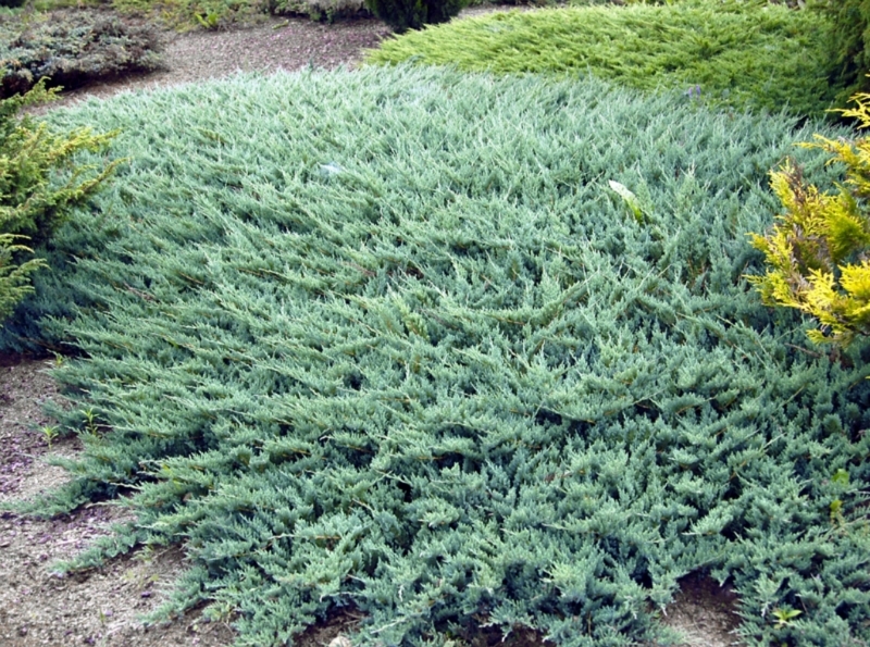 JUNIP. HOR. GLAUCA
