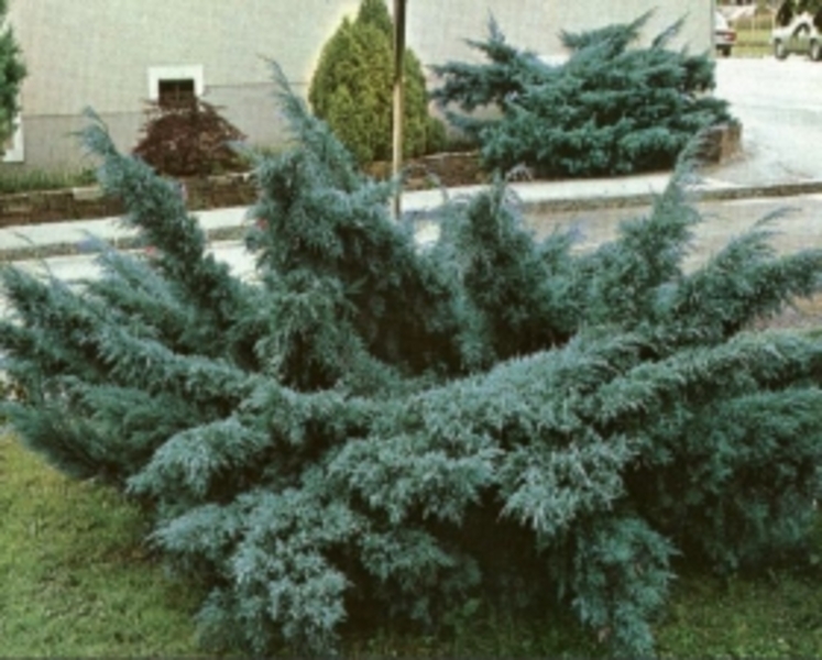 JUNIP. MEDIA PFITZ. GLAUCA