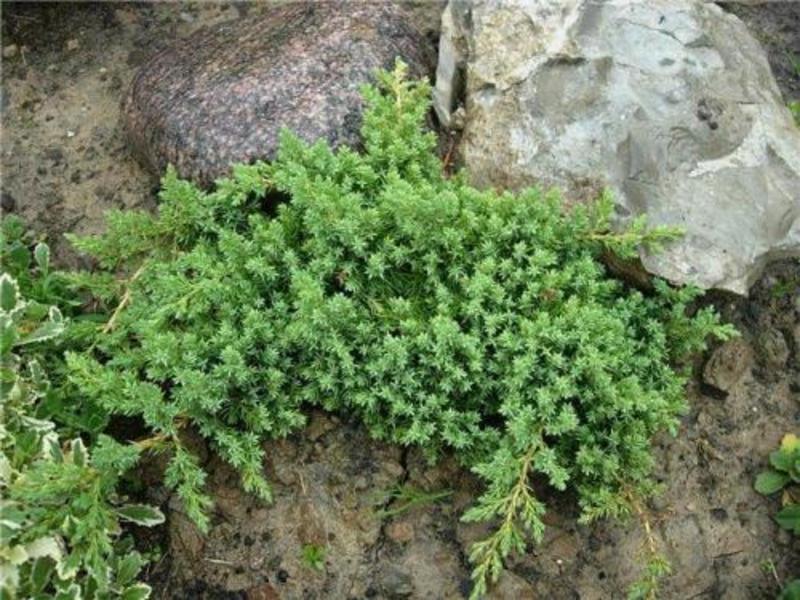JUNIP. PROCUMBENS BONIN ISLES