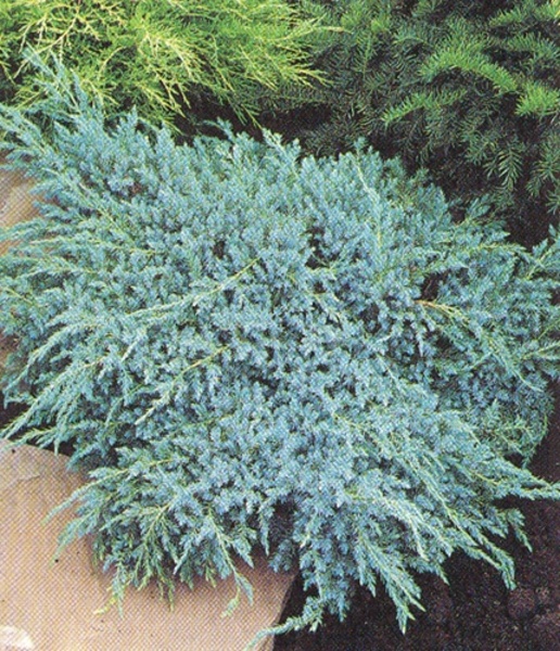 JUNIP. SQUAM. BLUE CARPET