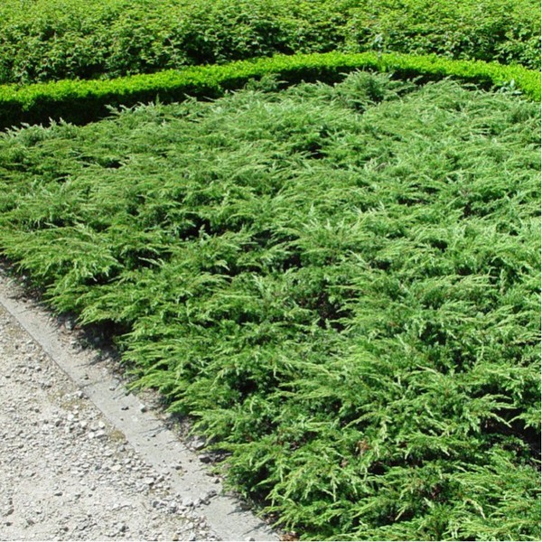 JUNIPERUS COMM. REPANDA