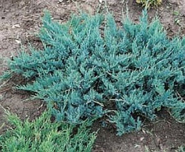 JUNIP. HOR. BLUE CHIP