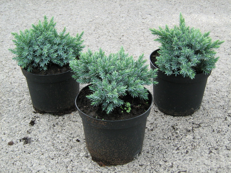 JUNIP. SQUAM. BLUE STAR