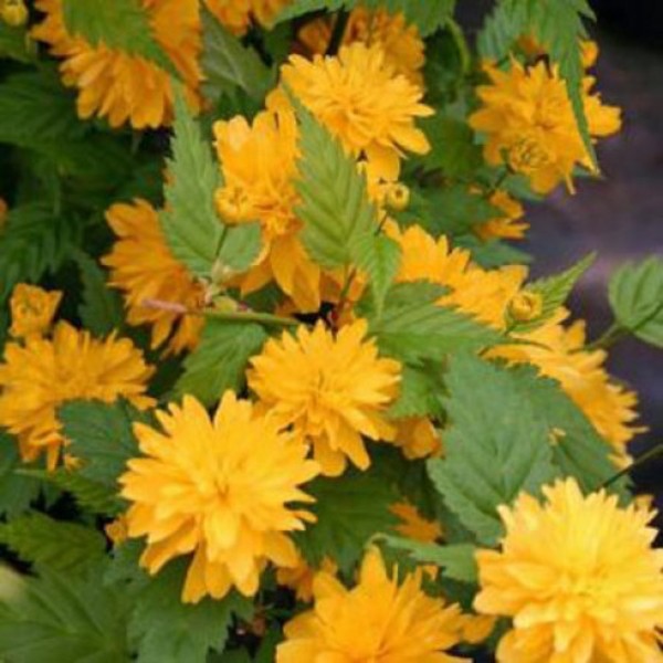 KERRIA JAPONICA PLENIFLORA