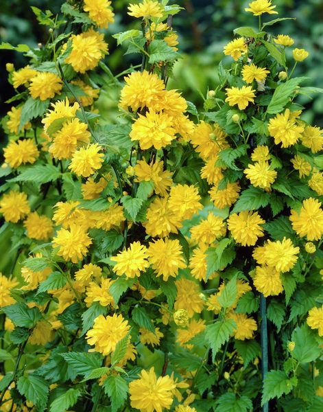 KERRIA JAPONICA PLENIFLORA