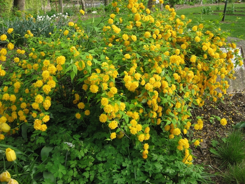 KERRIA JAPONICA PLENIFLORA