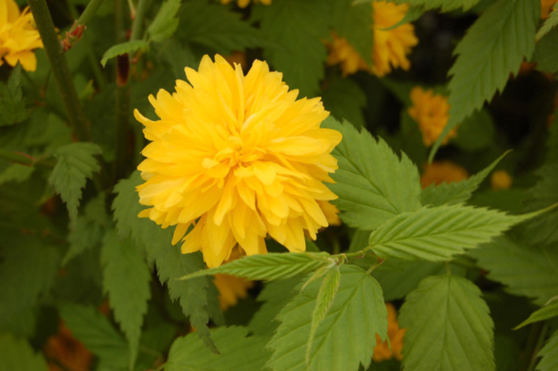KERRIA JAPONICA PLENIFLORA