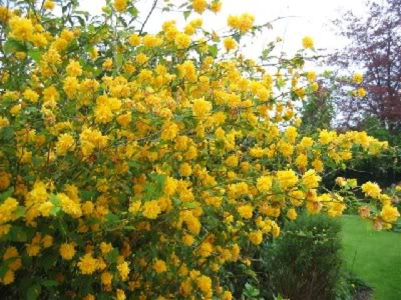 KERRIA JAPONICA PLENIFLORA