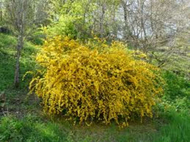 KERRIA JAPONICA PLENIFLORA