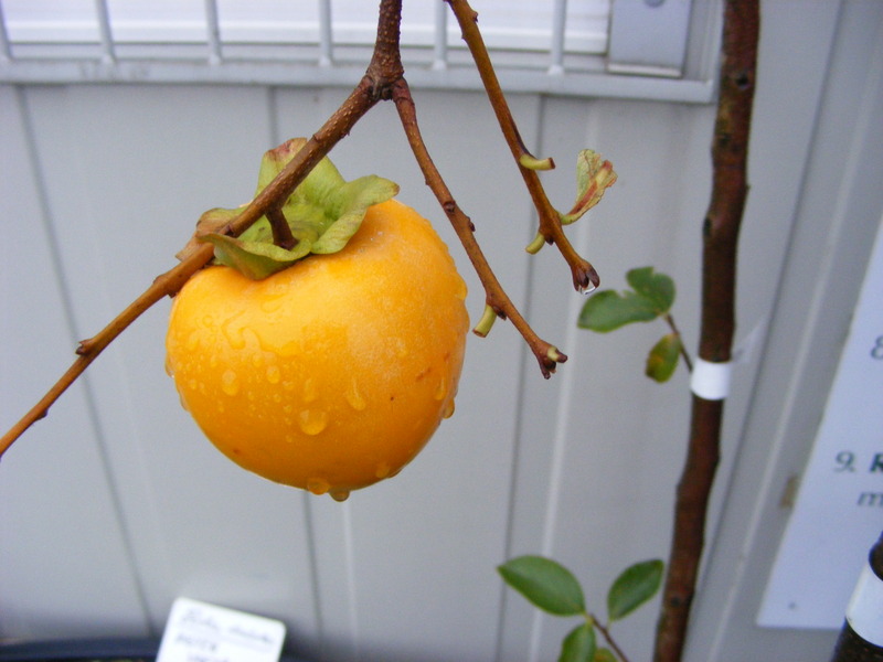DIOSPYROS KAKI