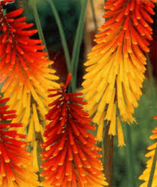 KNIPHOFIA UVARIA FLAMENCO