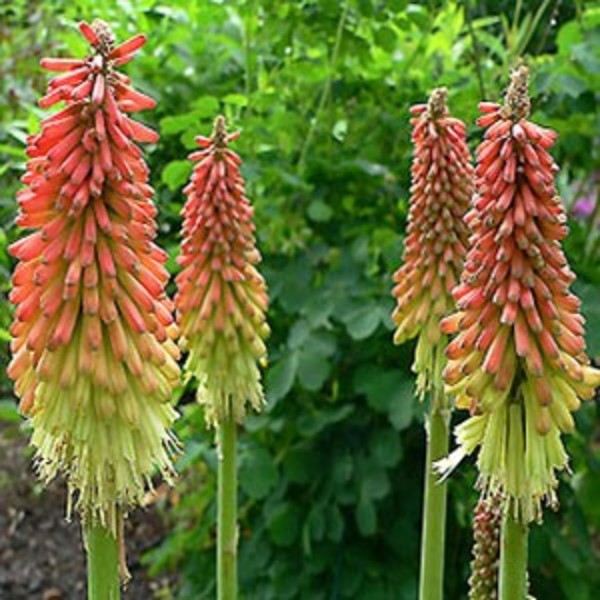 KNIPHOFIA UVARIA FLAMENCO