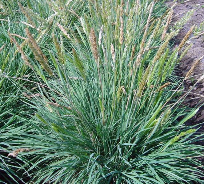 KOELERIA GLAUCA