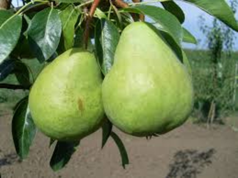 PYRUS COMMUNIS