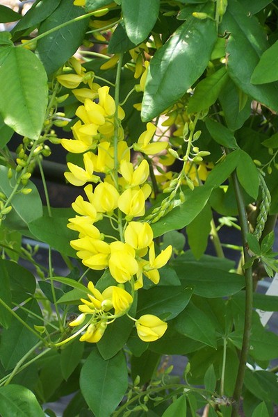 LABURNUM WATERERI VOSSII