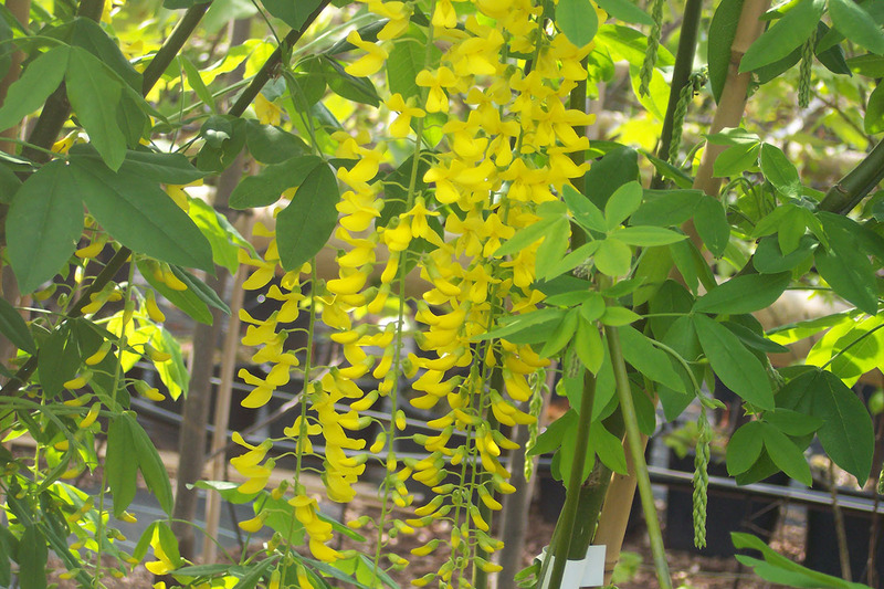 LABURNUM WATERERI VOSSII