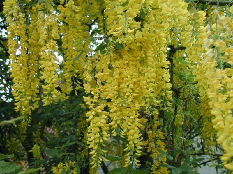 LABURNUM WATERERI VOSSII