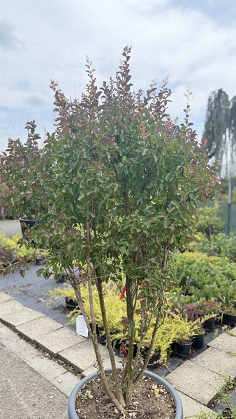 LAEGERSTROEMIA INDICA SP.
