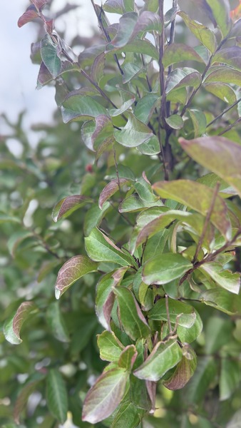 LAEGERSTROEMIA INDICA SP.