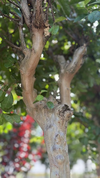LAEGERSTROEMIA INDICA SP.