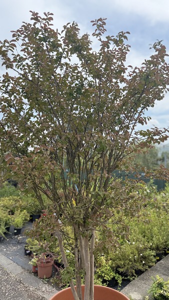LAGERSTROEMIA INDICA SP.