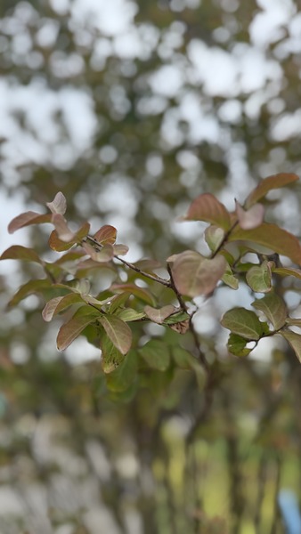 LAGERSTROEMIA INDICA SP.