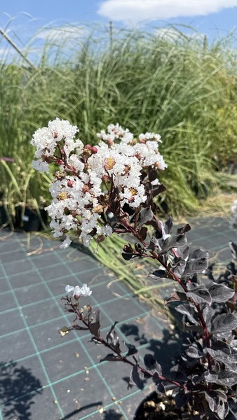 LAGERSTROEMIA FAJT&Aacute;K