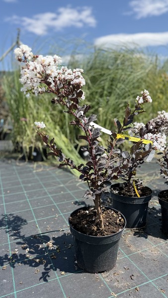 LAGERSTROEMIA FAJT&Aacute;K