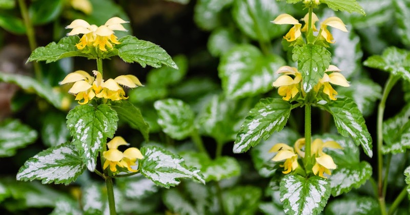 LAMIUM GALEOBDOLON