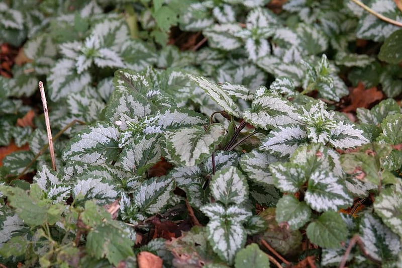 LAMIUM GALEOBDOLON
