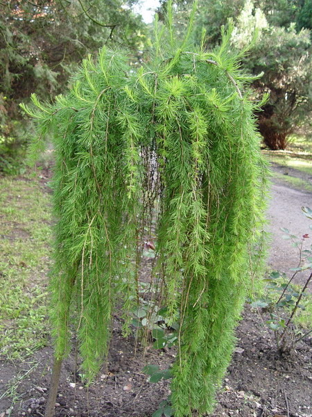 LARIX DECIDUA PULI
