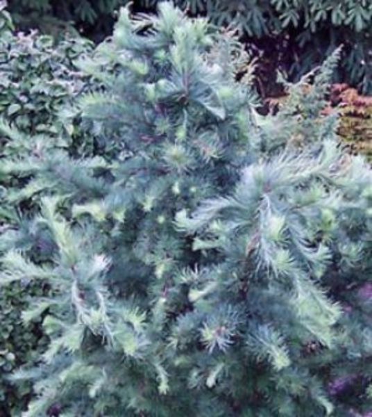 LARIX KAEMPFERI BLUE RABBIT