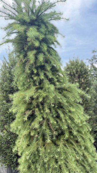 LARIX KAEMPFERI