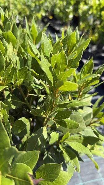 LAURUS NOBILIS
