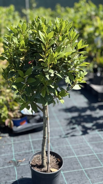 LAURUS NOBILIS