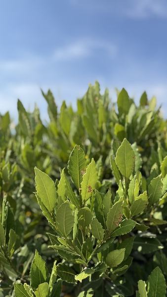 LAURUS NOBILIS