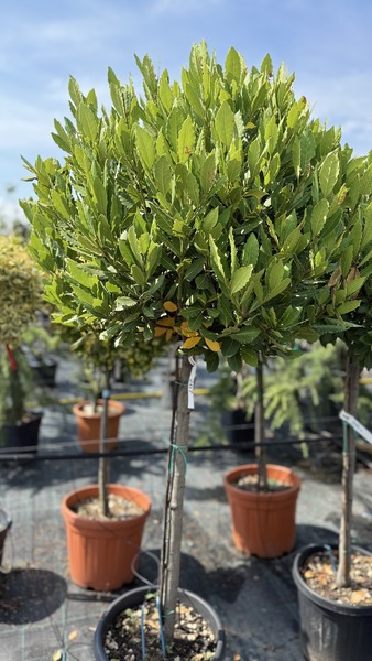 LAURUS NOBILIS