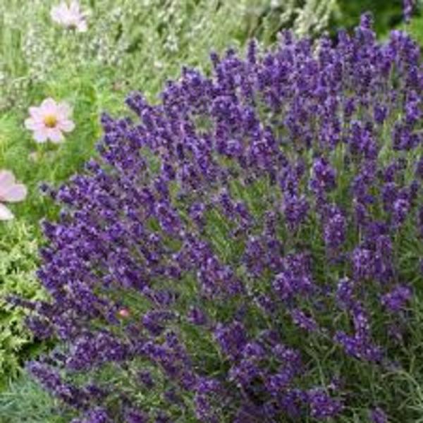 LAVANDULA ANG. AROMATICO BLUE