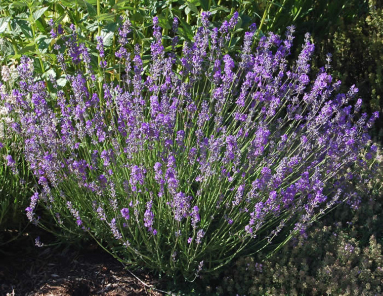 LAVANDULA ANG. DWARF BLUE